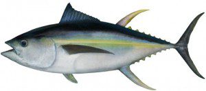 Tuna fishing charter cronulla