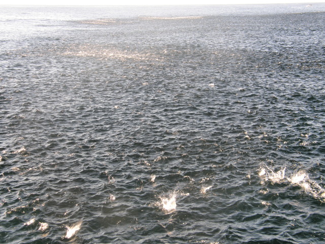 Speaking of mackerel, here they are! Football fields of fish and the sea boiling