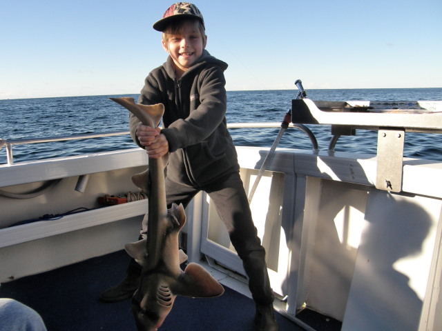 Eight year old Hayden caught a Port Jackson Shark