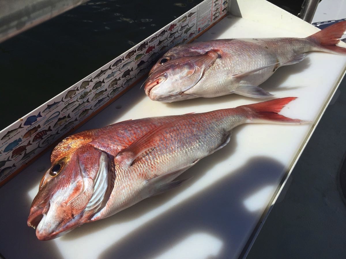 Fishing Charter Cronulla